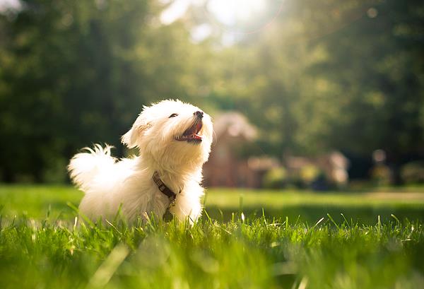 宠物进客舱服务要求_24寸拉杆箱可以带上飞机吗_航空公司宠物托运费用比较